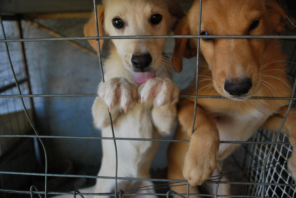 Two Dogs in a Cage