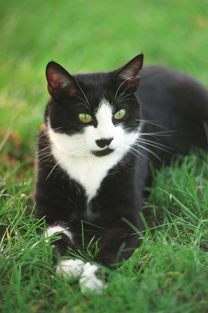 Cat Laying in the Lawn
